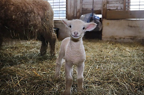Picture of a baby lamb facing front and smiling.